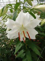 [5266 Casa Blanca VOF TYS No02.JPG]